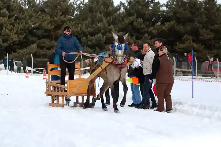 Erzurum'da Heyecan Veren Atlı Kızak Yarışları!